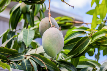 Tree branch with mango fruits outdoors, closeup