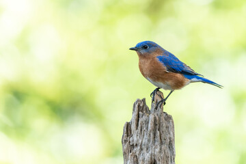 Eastern bluebird (Sialia sialis) Perched on Tree Stump