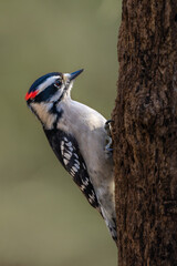 Closeup of Downy Woodpecker (Dryobates pubescens)