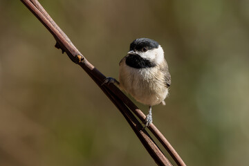 Carolina Chickadee (Poecile carolinensis) Perched on Tree Branch