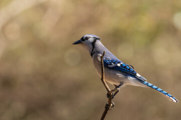 Blue Jay Perched on Branch
