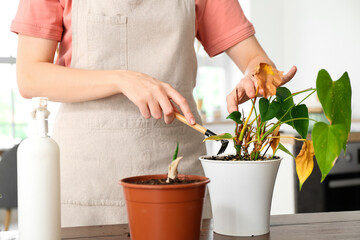 Woman loosening soil in flowerpot with wilted houseplant at home, closeup