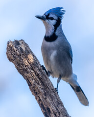 Blue Jay Perched on Tree Branch