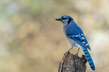 Blue Jay Perched on Tree