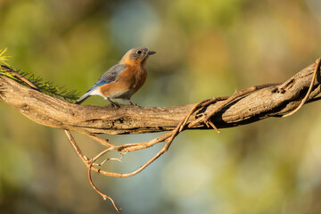 Female Eastern bluebird (sialia sialis)