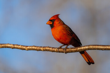 Male Cardinal Perched on Tree Branch