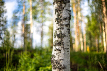 Close up of birch tree with blurry forest background.