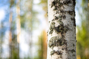 Fototapeta premium Close up of birch tree with blurry forest background.