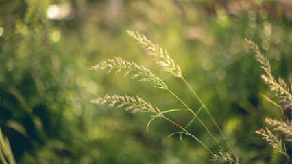 Fototapeta premium Close up of hay with blurry background. Beautiful nature background.