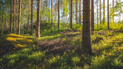 Beautiful forest scenery in Finland with sunlight