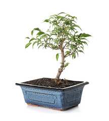 Bonsai tree on white background