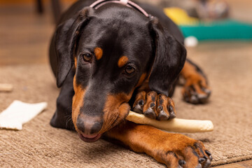 Doberman Pinscher  puppy, black and red, chewing on a rawhide