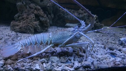 giant prawns swimming in the sea between the corals