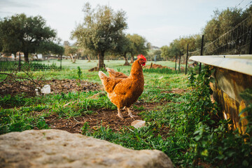 Shot of a red-crested hen in the country side in the morning. It is surrounded by green grass.