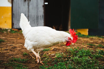 Shot of a red-crested white hen walking in a farm in Spain.