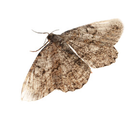 Naklejka premium Single Alcis repandata moth isolated on white