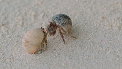 Close-up of two small arthropod mollusks actively communicating with each other with the help of red antennae. Meeting of two hermit crabs on the white sand of the seashore.