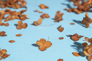 Beautiful dried hortensia flowers on light blue background, space for text