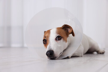 Cute Jack Russell Terrier dog wearing medical plastic collar on floor indoors