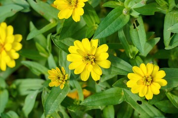 ひっそりと咲く満開の黄色い百日草