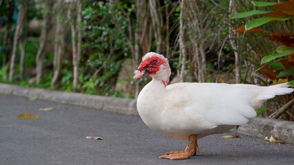 Beautiful duck in white plumage with a red head and nose stands on the ground