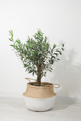 Olive tree in pot on floor in room. Interior element