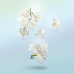 Fototapeta na wymiar Beautiful white lilac flowers falling on pale light blue background