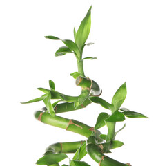 Green bamboo stems on white background