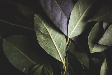 Close up of dark green leaves background. Daphne leaves. Dark and moody background concept with plant leaves. Top view. Selective focus