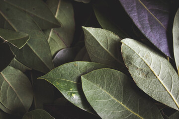 Close up of dark green leaves background. Daphne leaves. Dark and moody background concept with plant leaves. Top view. Selective focus