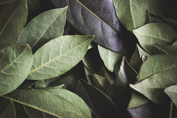 Close up of dark green leaves background. Daphne leaves. Dark and moody background concept with plant leaves. Top view. Selective focus