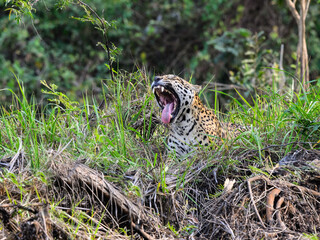 Wild Jaguar lying down in the tall grass and yawning in Pantanal, Brazil
