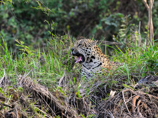 Fototapeta na wymiar Wild Jaguar lying down in the tall grass and yawning in Pantanal, Brazil