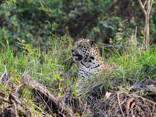 Wild Jaguar lying down in the tall grass in Pantanal, Brazil