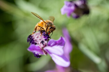 Honey bee on a lavendar flower during the summer in Australia