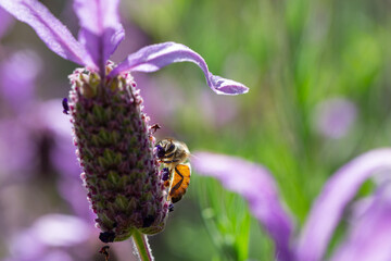 Honey bee on a lavendar flower during the summer in Australia