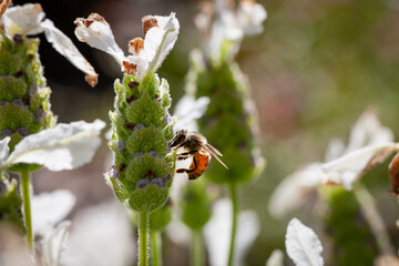 Honey bee on a lavendar flower during the summer in Australia