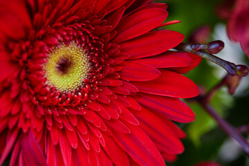 Close-up view of Red Gerbera flower blooming in the garden
