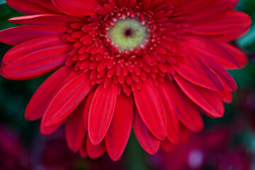 Obraz premium Close-up view of Red Gerbera flower blooming in the garden 