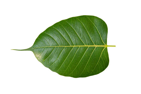 Green leaves of SPOTTED SICKLEFISH isolated on transparent background png file

