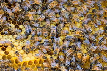 Bees on a honeycomb frame during an inspection to determine the health of the colony