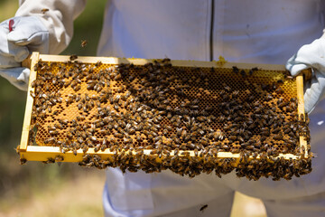 Bees on a honeycomb frame during an inspection to determine the health of the colony