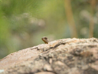 A tiny scout, a juvenile Gippsland water dragon, (Intellagama lesueurii howitti), pokes his head out from behind a sheltering rock.