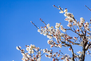 青空と白い梅の花	