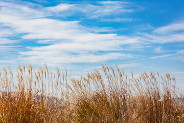 Fototapeta premium 阿蘇 米塚下園地周辺の風景 