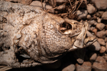 Dead dried fish skeleton on the rocky beach