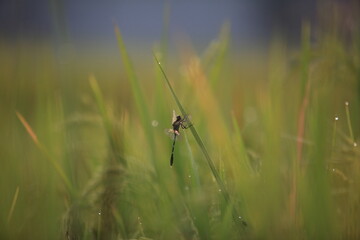 dragonfly on the grass
