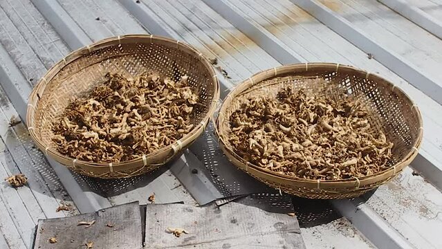 Pleurotus ostreatus. The process of drying oyster mushrooms in the sun. 