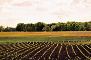 Emerging crop in neat rows provides a repetitious pattern on a large field on a farm in...