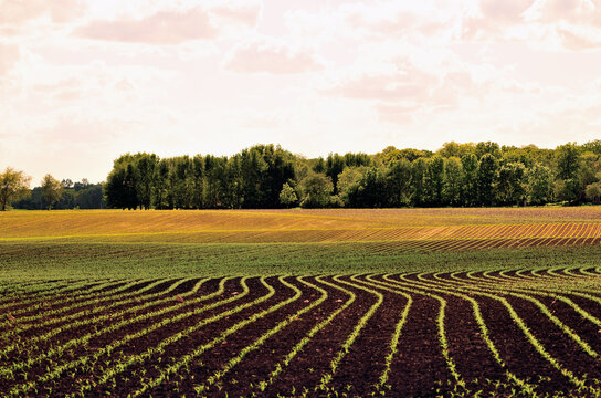 Emerging crop in neat rows provides a repetitious pattern on a large field on a farm in northeastern Illinois.